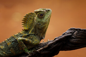 Forest dragon reptile on a branch, Gonocephalus chamaeleontinus, animal closeup