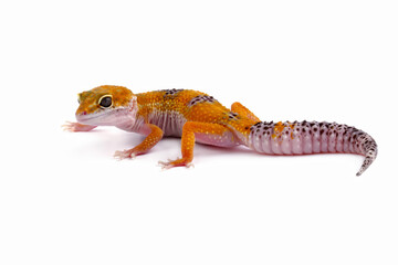 Leopard gecko lizard isolated on white, eublepharis macularius