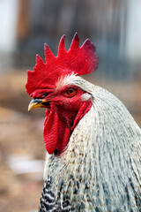 Portrait of a rooster in the henhouse. Selective focus.. - 715851231