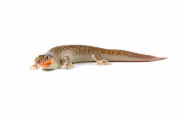 Fototapeta premium Sandfish lizards can be seen all over their bodies, Sandfish lizard isolated on white (Scincus scincus)