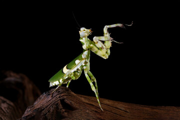 Banded flower mantis on wood with black background, ribbon flower grasshopper