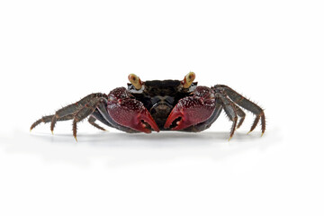 Vampire crab isolated on white