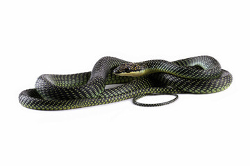 Female flying snake or gliding snake isolated on black background, Chrysopelea