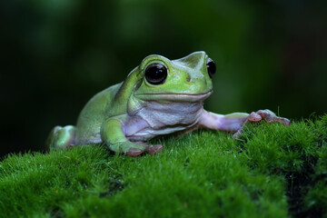 Beautiful tree frog on a grass, dumpy frog, animal closeup