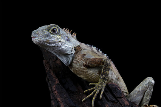 hypsilurus magnus forest dragon lizard isolated on black