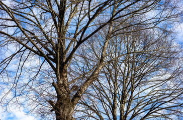 Árvore de filhas caducas numa manhã fria de inverno 