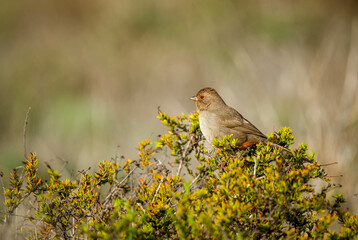 cute wild bird perched on bush