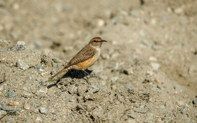 cute wild bird perched on bush