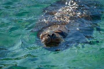 Harbor seal sea lions on beach 