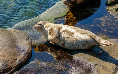 Harbor seal sea lions on beach 