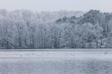 See mit Enten bei Winter, Refi an den Bäumen, mecklenburgische Seenplatte 