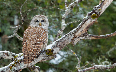 barred owl perched in snow tree