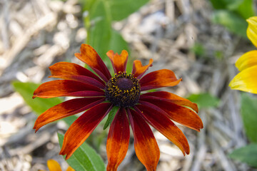 Black-eyed Susans in the Summer