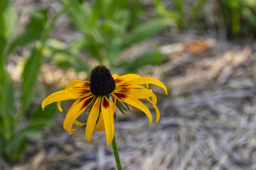 Black-eyed Susans in the Summer