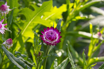 Purple Flower blooming in the Summer