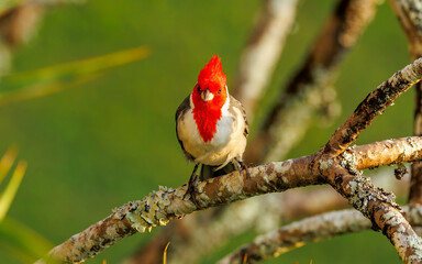 Red-crested cardinal perched in Hawaii