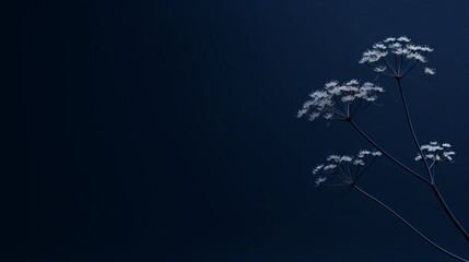 Elegant White Wildflowers Silhouetted Against Deep Blue Background