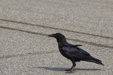 A Raven walking around on the Pavement
