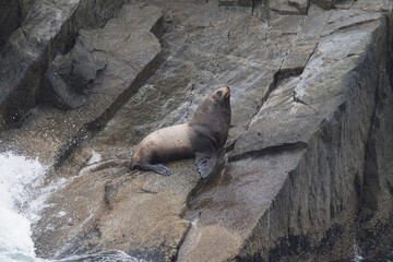 Obraz premium Steller sea lion at Resurrection Bay, Alaska, US