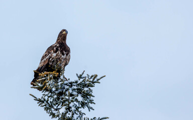 Juvenile bald eagle perched in evergreen tree