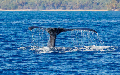 Humpback whale in ocean in Hawaii  © Jen