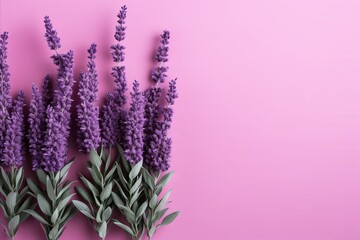 Elegant lavender. Visual concept on pink background, captivating high-quality image
