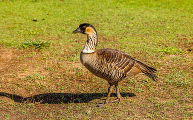 Nene goose in grass in Hawaii