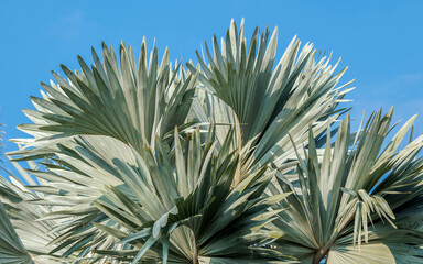 Naklejka na ściany i meble palm tree close up in Hawaii