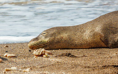 Fototapeta premium Endangered monk seal resting on beach