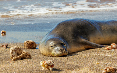 Endangered monk seal resting on beach