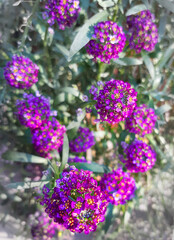 Flowers mignonette purple magenta.jpg