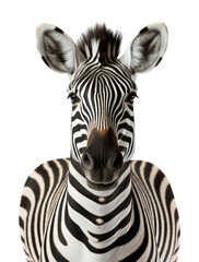 close up portrait of zebra animal on transparent background, generative ai