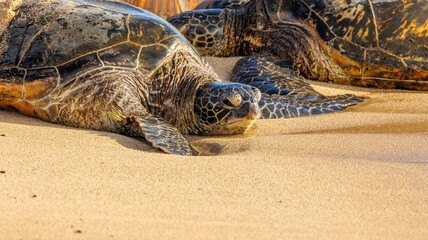green sea turtles resting on beach