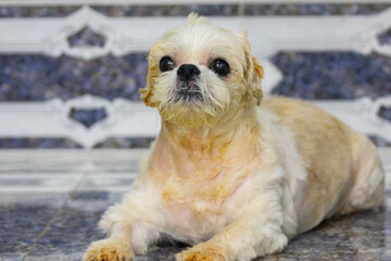 shi tzu, happiness, lifestyle, cachorro, tongue, beautiful, dog, animal, cute, shitzu, pet, puppy, portrait, brown, pets, domestic, canine, white, hair, fur, small, pedigree, mammal, happy, humor, ado