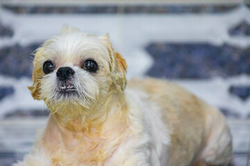 shi tzu, happiness, lifestyle, cachorro, tongue, beautiful, dog, animal, cute, shitzu, pet, puppy, portrait, brown, pets, domestic, canine, white, hair, fur, small, pedigree, mammal, happy, humor, ado