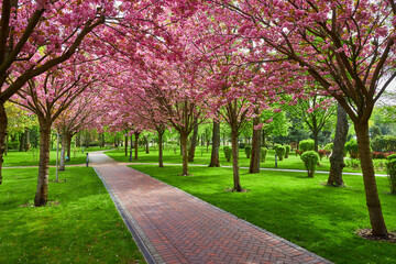 Sakura Cherry blossoming alley. Wonderful scenic park with rows of blooming cherry sakura trees and green lawn in spring.