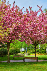 Naklejka premium spring landscape with blooming sakura trees in the park