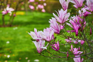 blooming magnolia tree flower in the garden