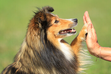 Shetland Sheepdog - Pfote Hand Freundschaft