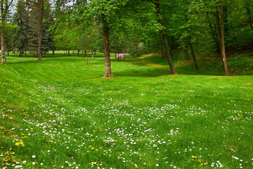 Backyard lawn landscaping. Greenery mowed lawn, shrub, colorful bush and trees.