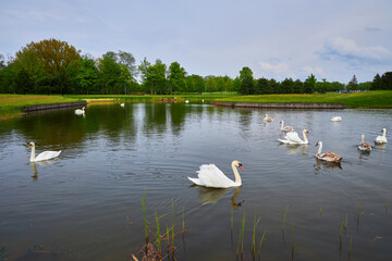 Swan Lake Serenity