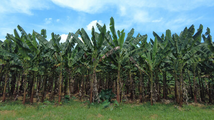 Plantain farming, agricultural lands in Thiruvananthapuram, Kerala 