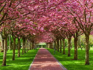 spring landscape with blooming sakura trees in the park