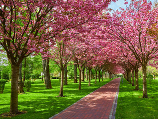 Naklejka premium Park with alley of blossoming red apple trees.
