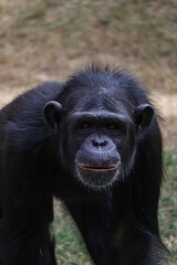 Happy chimpanzee