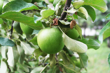 Fresh green apples on the branch in the apple orchard