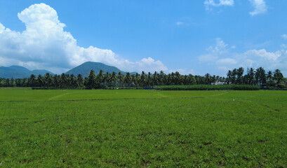 Rice farming in Tamil Nadu, agricultural lands and western ghats mountain range 