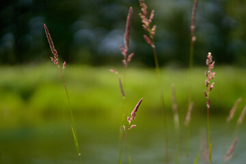 Tall green grass with spikelets on the riverside in the forest. Calm summer weather.
