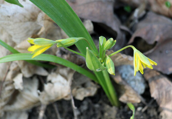 Gagea lutea blooms in the wild in the woods