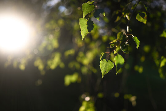 Sun through leaves. Warm evening light shining through foliage
